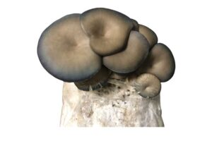 Cluster of greyish oyster mushrooms growing from a white substrate, isolated on a white background.