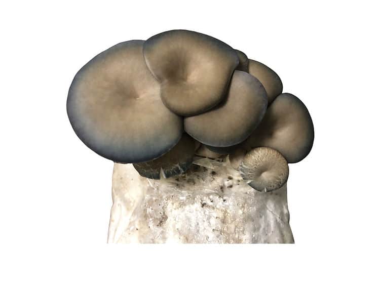 Cluster of greyish oyster mushrooms growing from a white substrate, isolated on a white background.