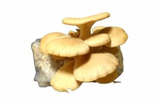 Yellow oyster mushrooms growing from a substrate block against a white background.
