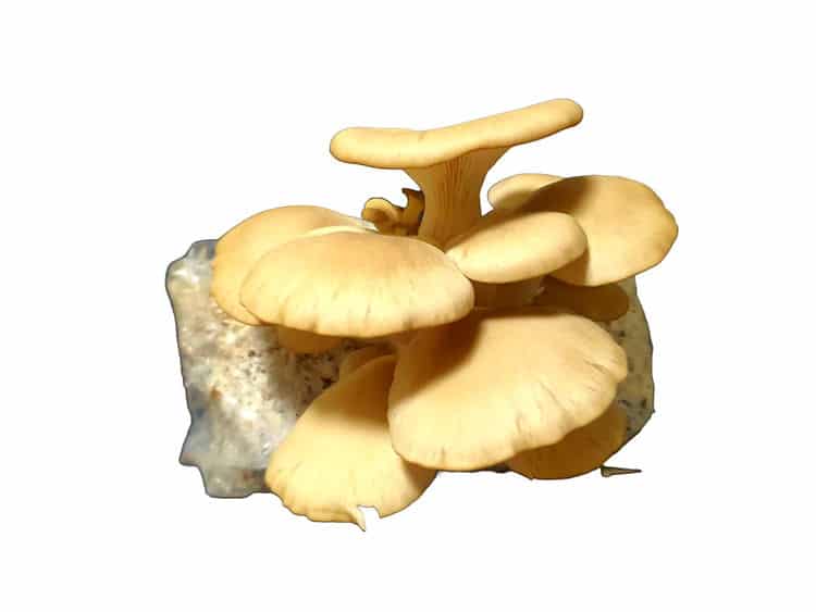 Yellow oyster mushrooms growing from a substrate block against a white background.