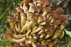 Pioppino Mushroom Spawn (Agrocybe aegerita) produces clusters of brown-capped mushrooms, perfect for growing at the base of a mossy tree trunk.