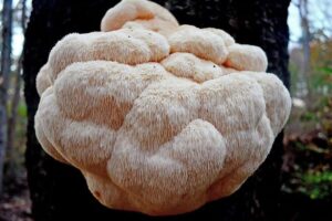 Hericium erinaceus Australia