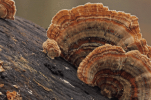 Brown and orange turkey tail mushrooms growing on a decaying log in a natural outdoor setting.