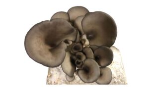 A cluster of dark grey oyster mushrooms growing from a white block, viewed from above.