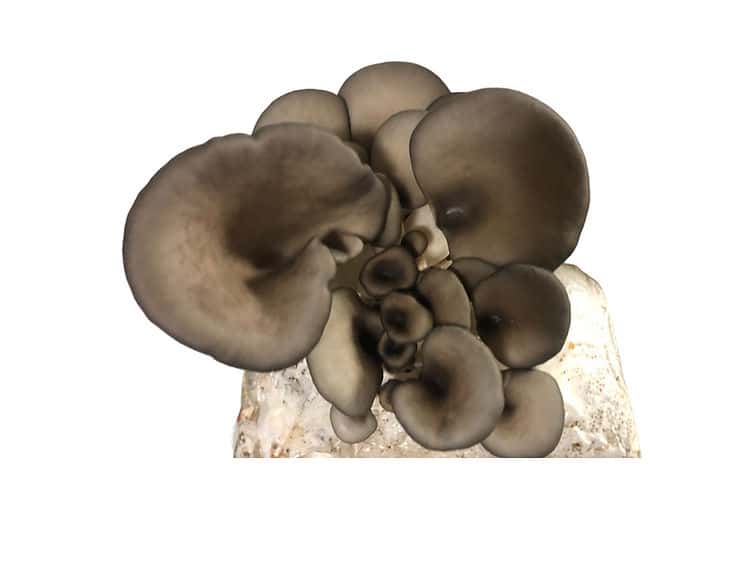 A cluster of dark grey oyster mushrooms growing from a white block, viewed from above.