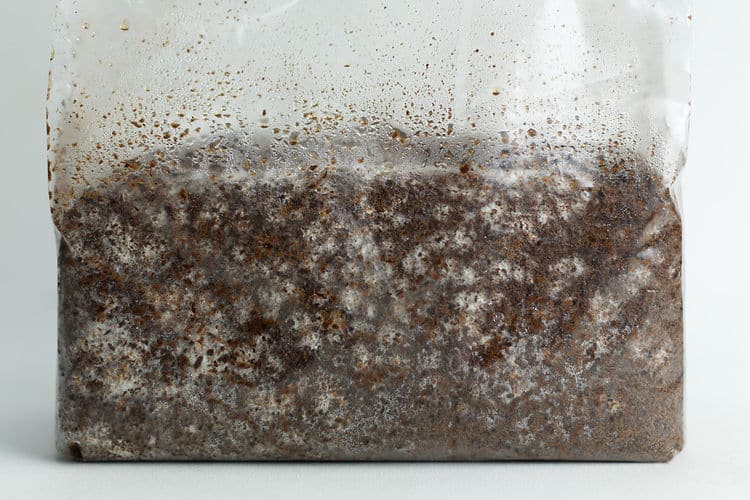 A plastic bag filled with moist, dark soil and white mycelium growing throughout.