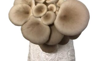 Cluster of light brown oyster mushrooms growing from a white substrate against a plain white background.