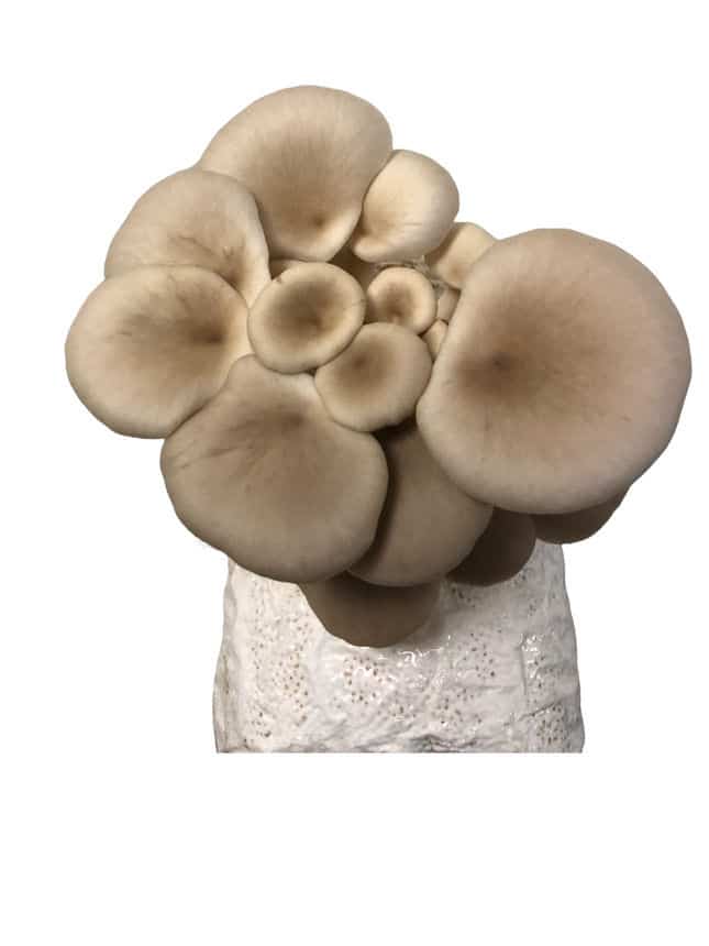 Cluster of light brown oyster mushrooms growing from a white substrate against a plain white background.