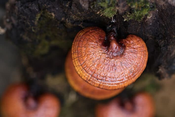 Close-up of reddish-brown mushrooms growing on a mossy log.
