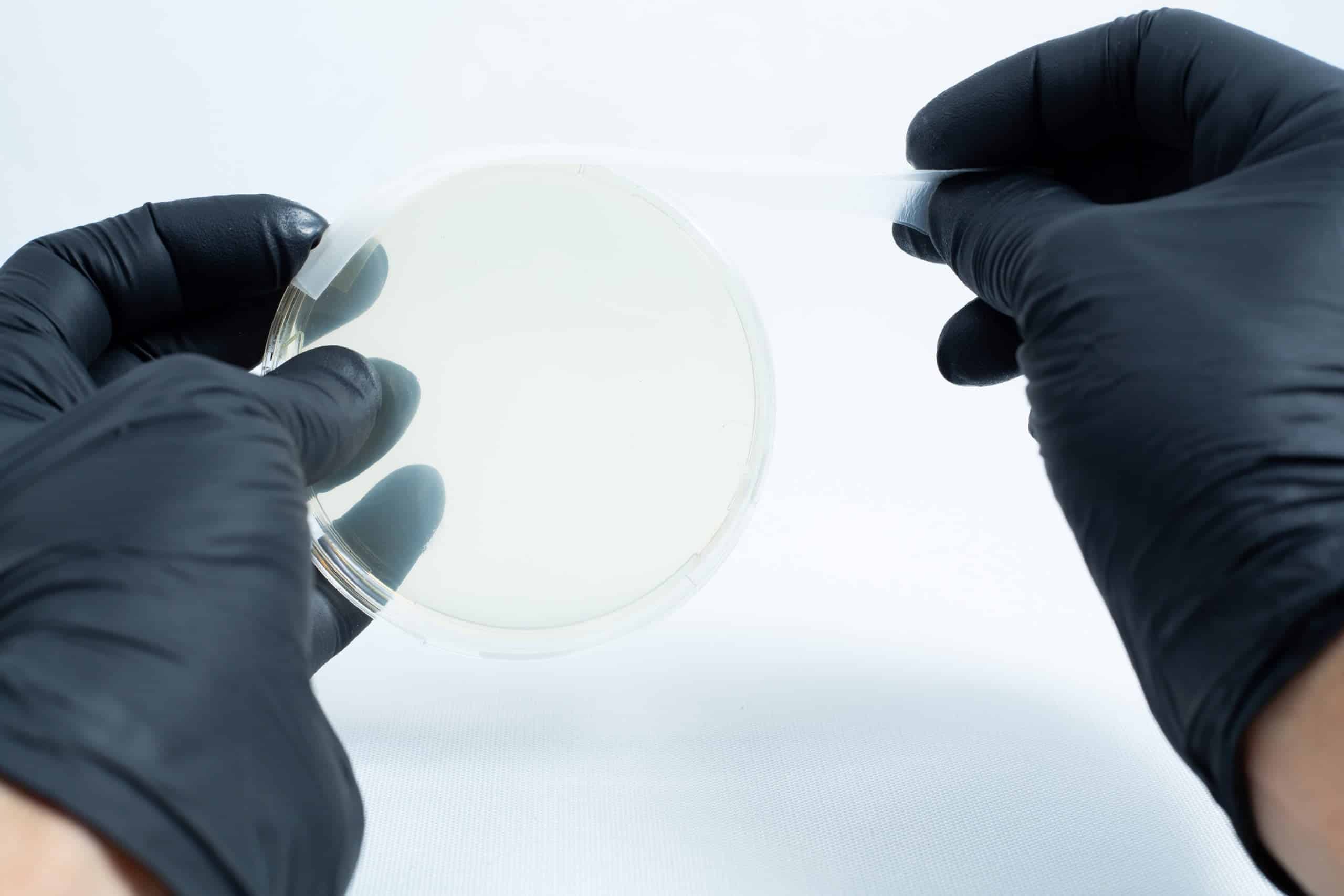 Gloved hands opening an Agar petri dish MEA School Science Fun Project Kit in a laboratory—ideal for exciting school experiments or fun science projects.