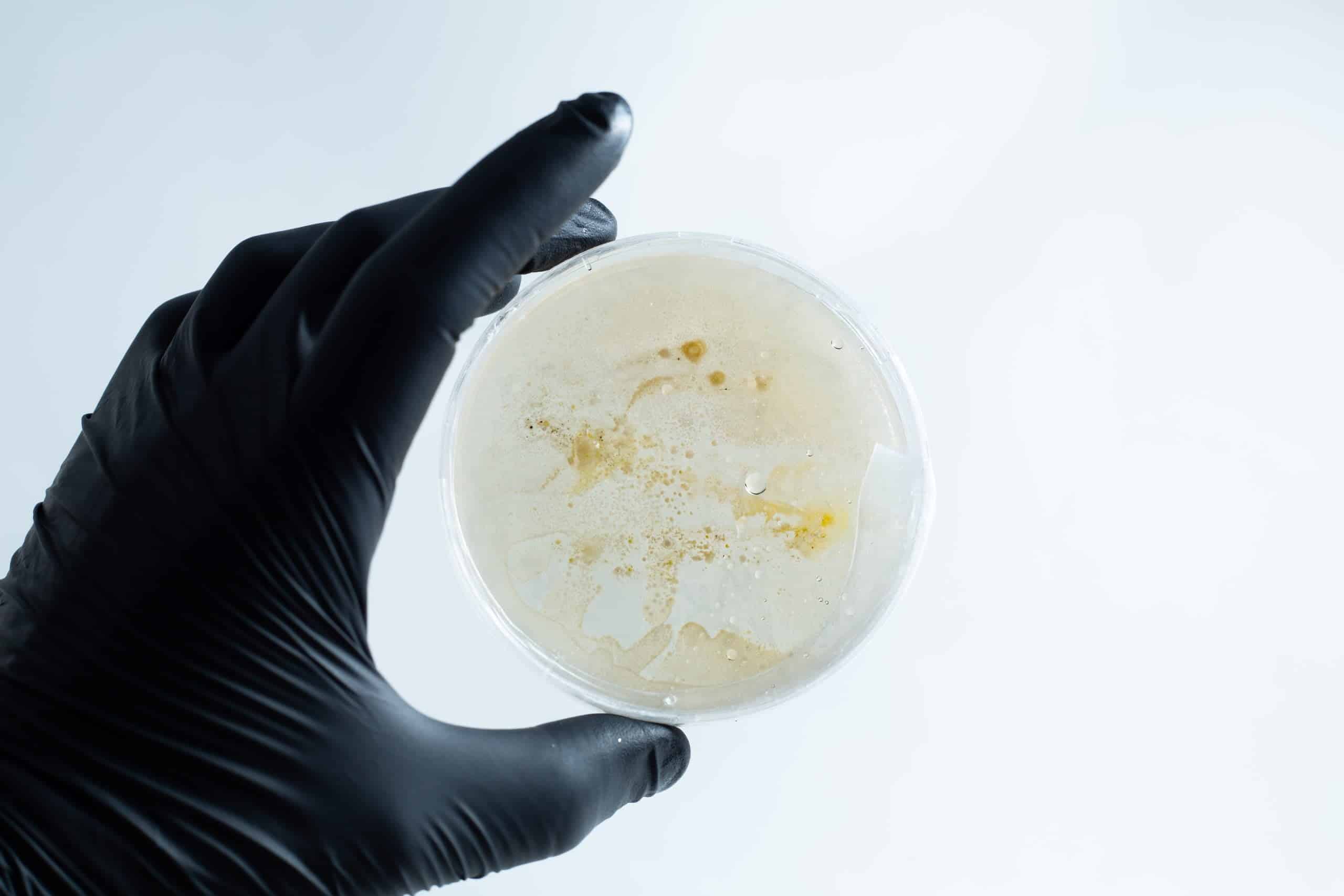 A hand in a black glove holds the Agar petri dish MEA School Science Fun Project Kit with white and yellow substances inside—ideal for creative school experiments.