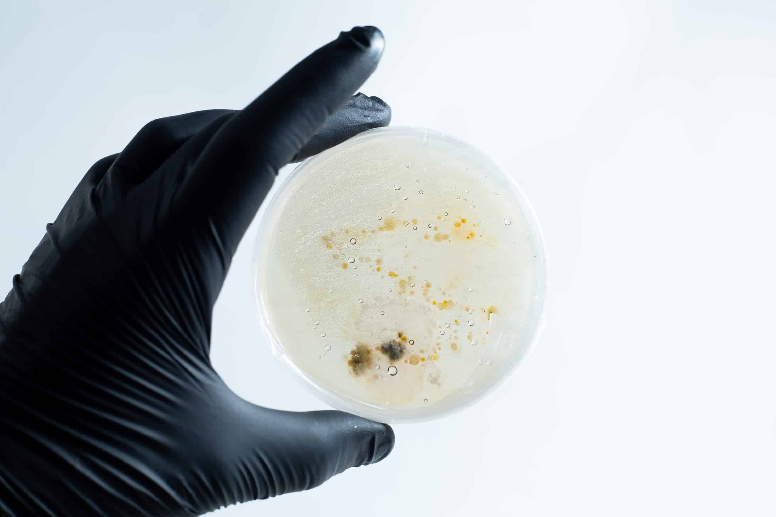 A hand in a black glove holds the Agar petri dish MEA School Science Fun Project Kit with mould and bacterial colonies—ideal for exciting school experiments—against a white background.
