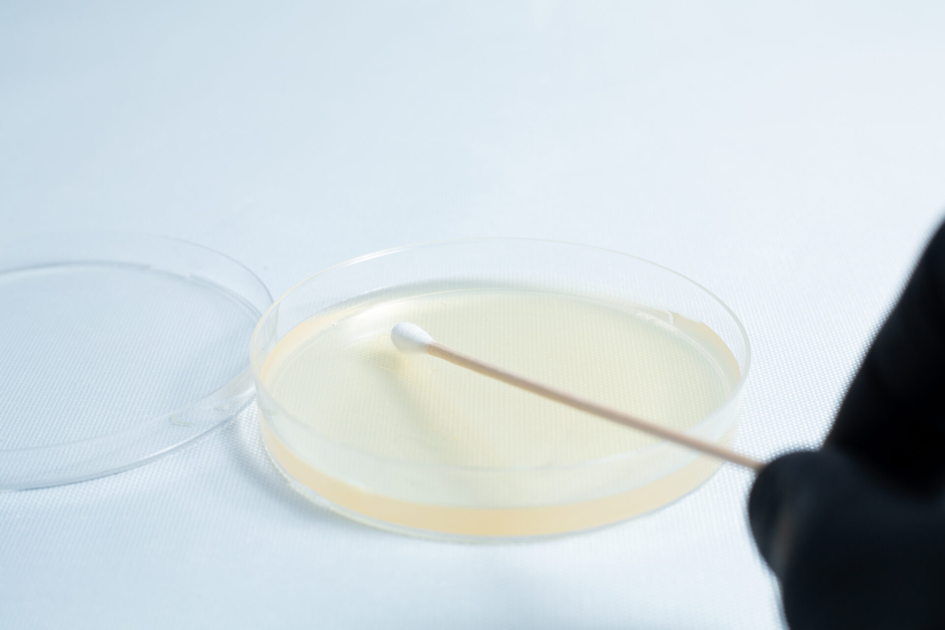 A gloved hand holds a swab above the Agar petri dish MEA School Science Fun Project Kit, which contains clear agar medium—ideal for hands-on school experiments.