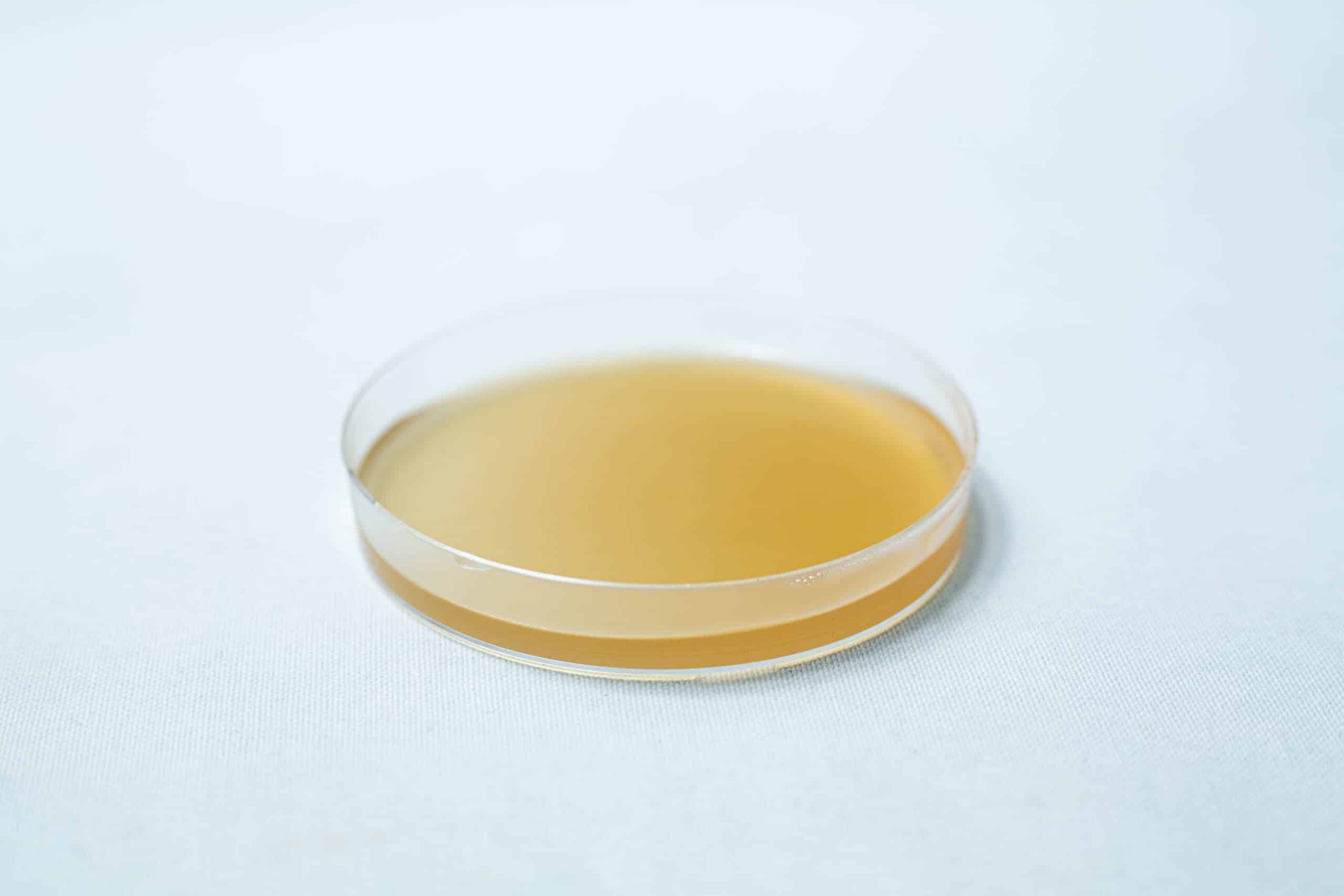 A clear 90mm petri dish filled with light brown agar on a white surface, highlighting the quality and convenience of Pre-poured MEAG Agar Plates (Antibacterial) for reliable laboratory use.