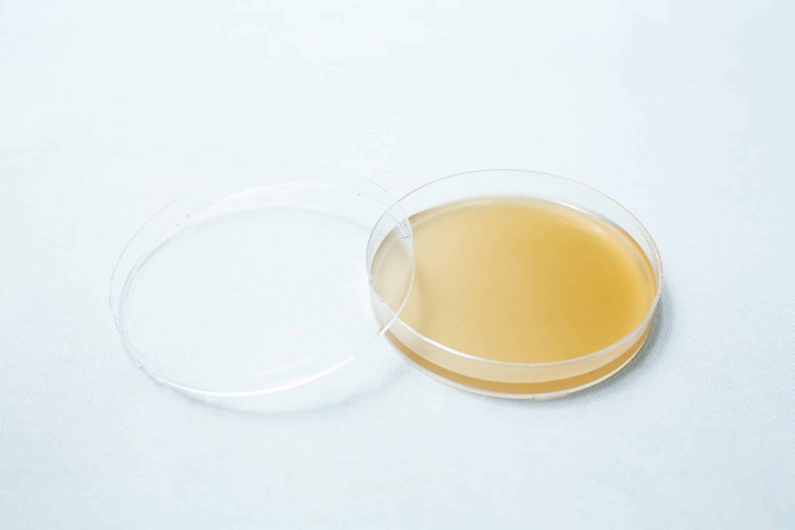 Pre-poured MEAG Agar Plates (Antibacterial) 90mm feature light brown agar in a petri dish with lid, ideal for experiments requiring ready-to-use, antibacterial medium.