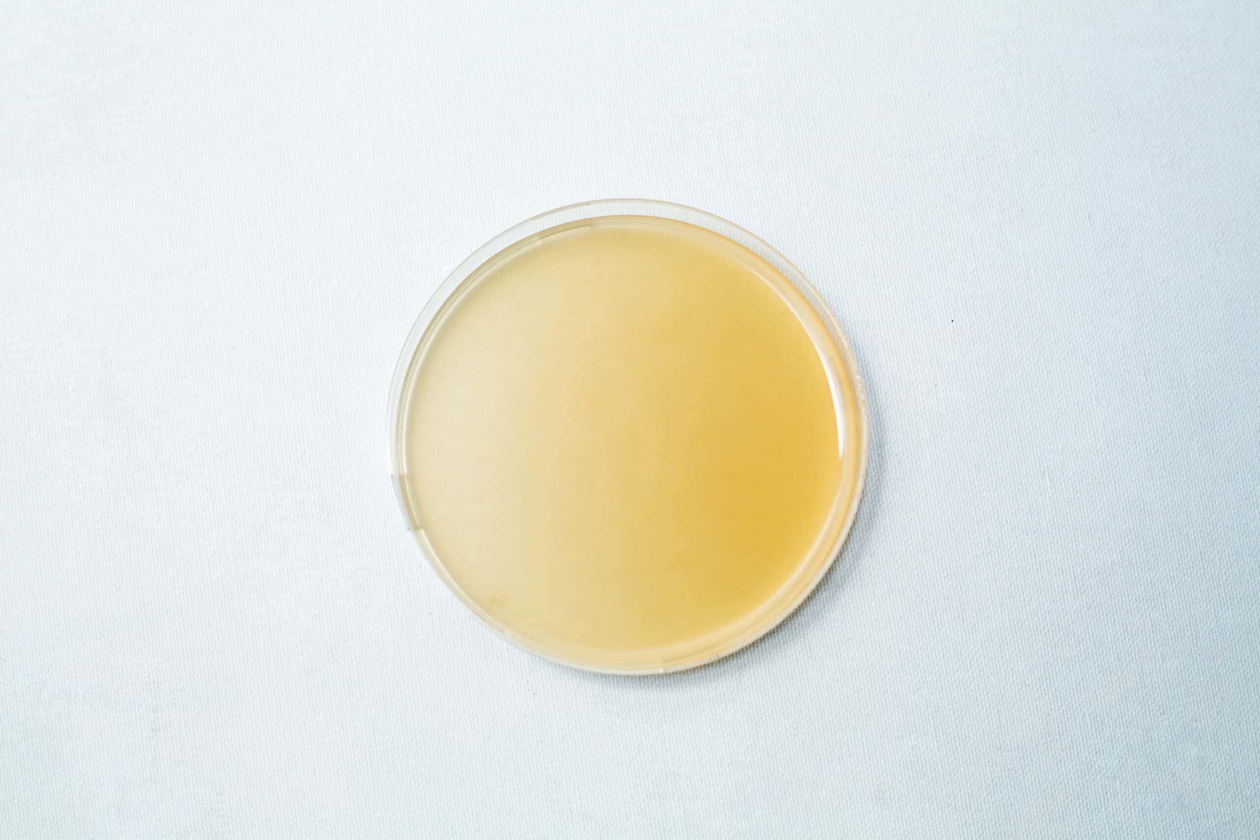 The Pre-poured MEAG Agar Plates (Antibacterial) 90mm feature a smooth, yellowish agar medium in clear petri dishes, providing convenience and reliability for your laboratory experiments.