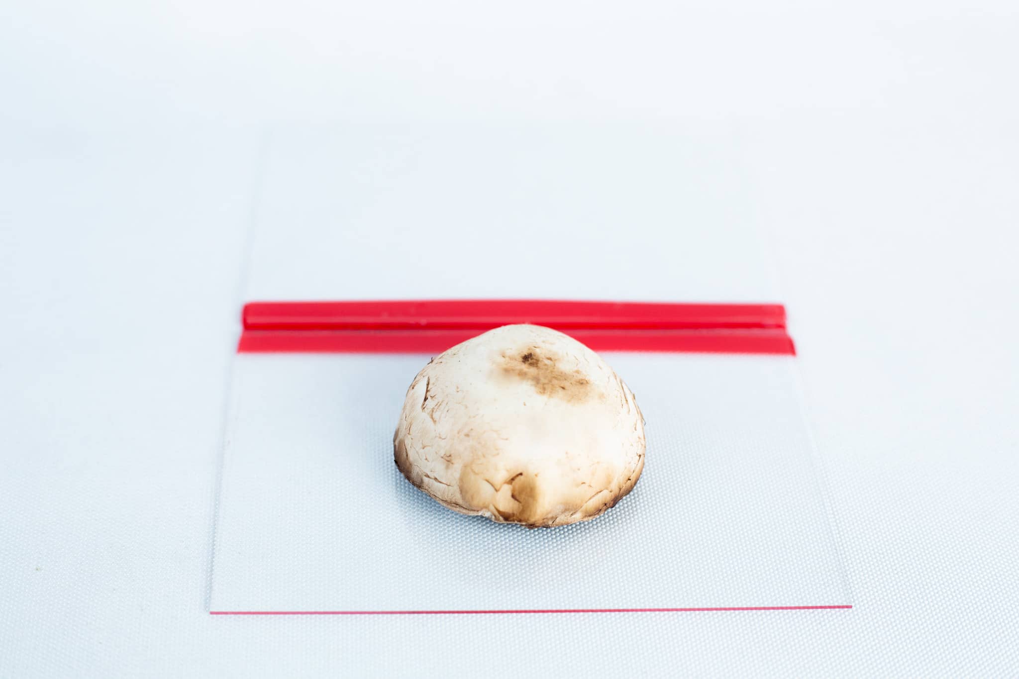 A single mushroom cap rests on a Glass Spore Print Slides booklet (12.8cm x 8.5cm x 1mm), featuring a red stripe and textured clear glass to preserve spore prints against a crisp white background.