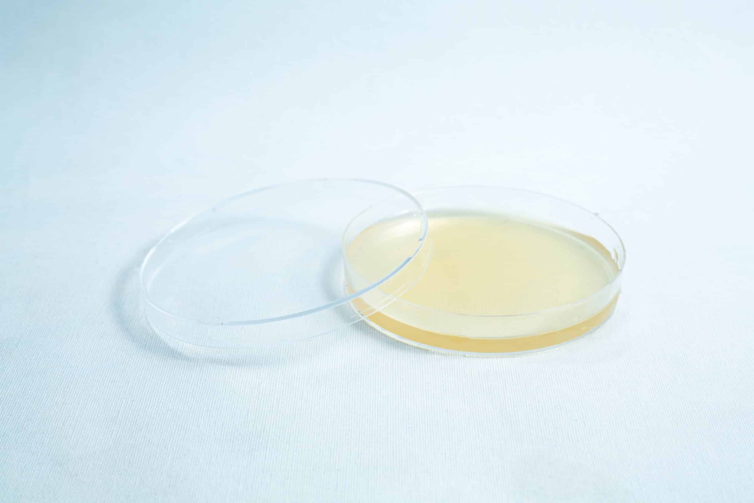 A Pre-poured MEA plates petri dish 90 mm, clear with yellowish medium, partially covered and placed on a white surface.