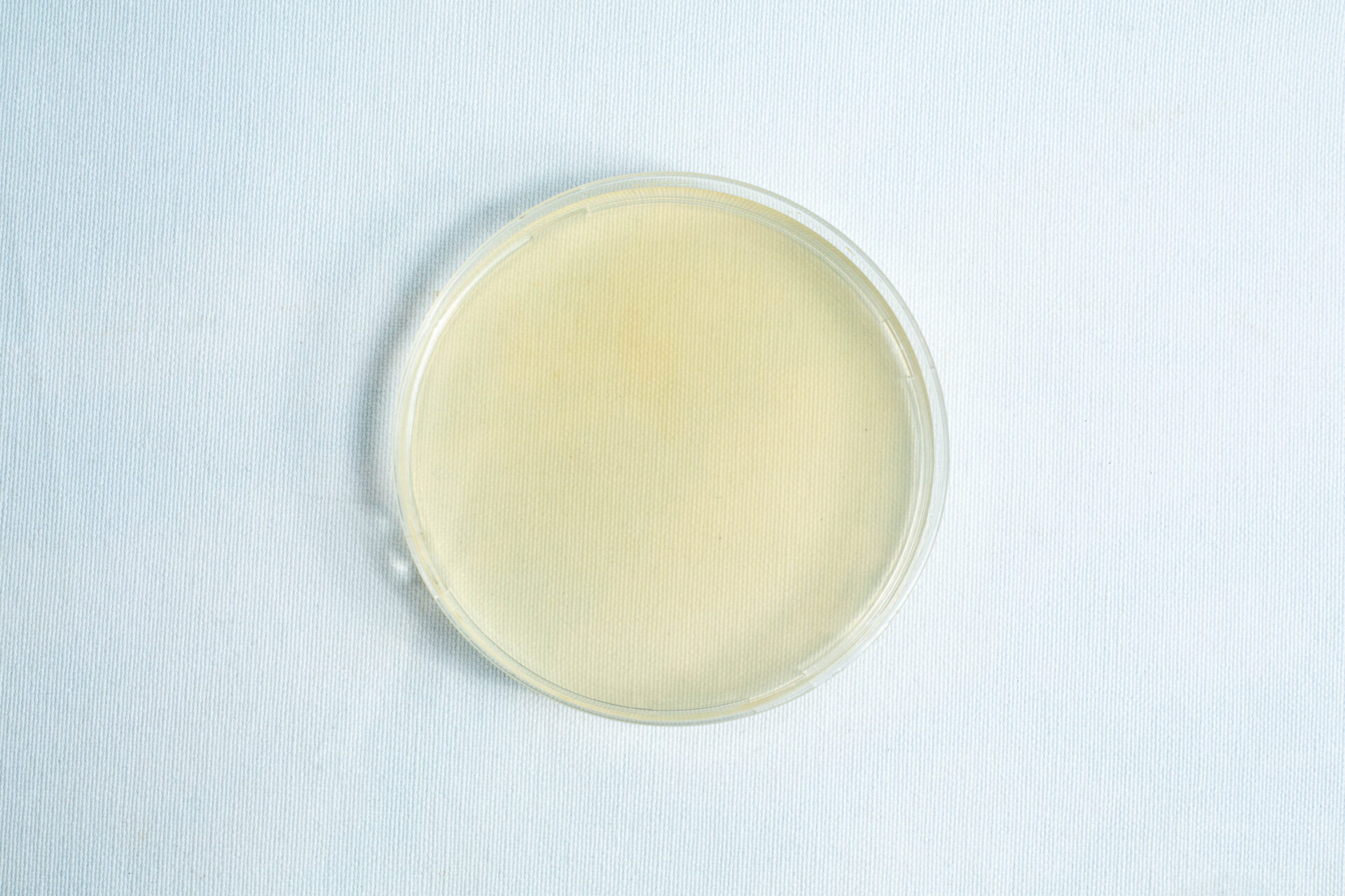 The Pre-poured MEA plates petri dish 90 mm features a clear petri dish filled with pale yellow MEA agar medium, shown on a light background.