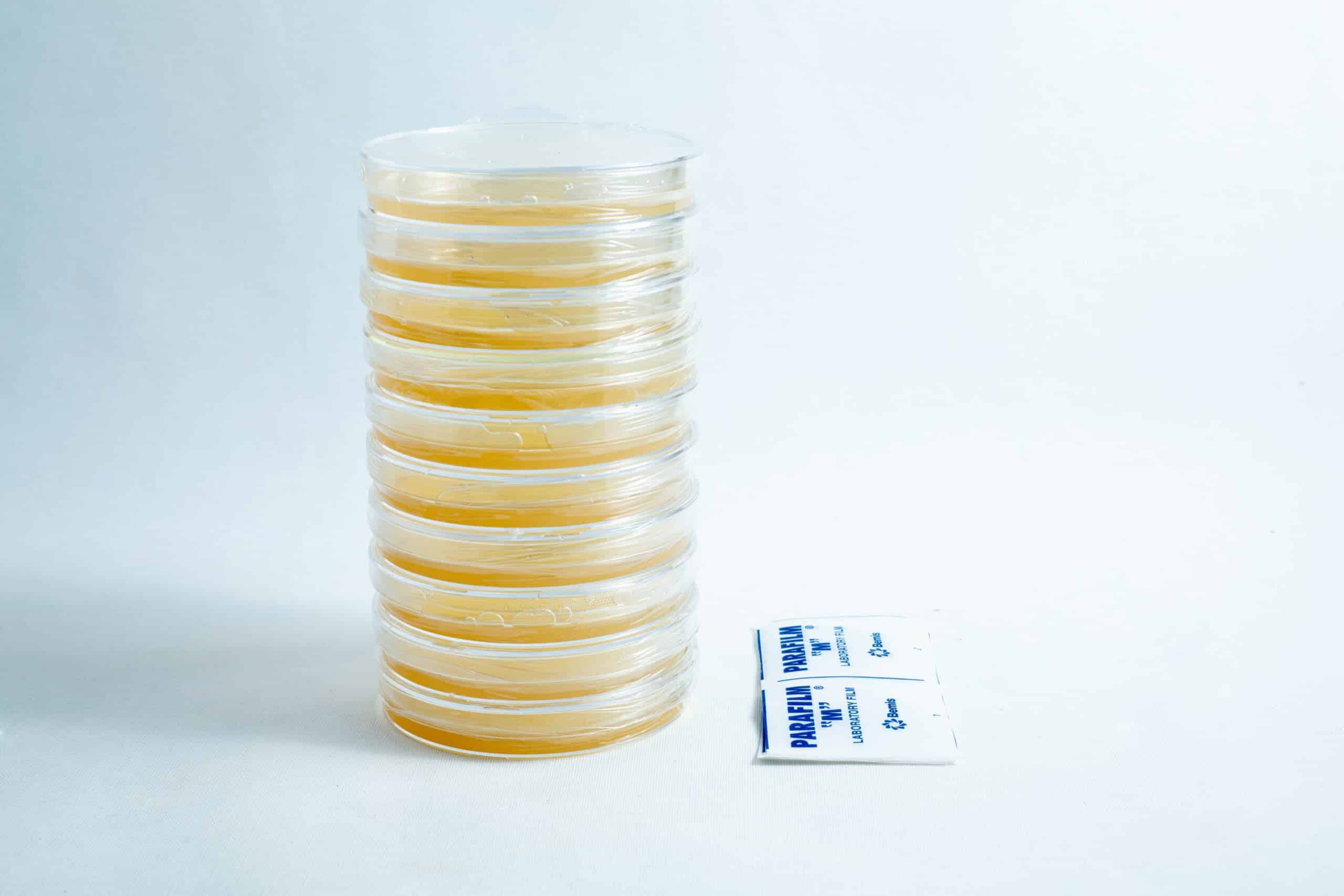 A stack of 90 mm pre-poured MEA plates Petri dishes sits next to two small Parafilm packets.
