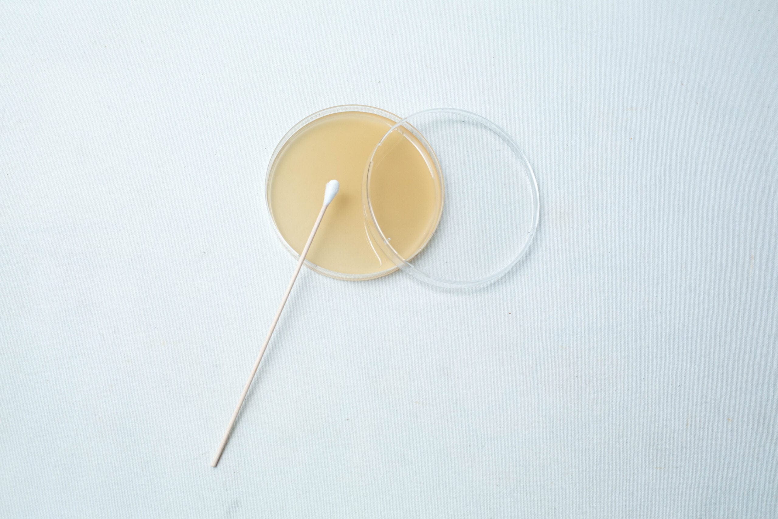 The Agar Petri Dish MEA School Science Fun Project Kit includes a cotton bud resting on an open dish with beige agar, perfect for educational experiments on a white surface.