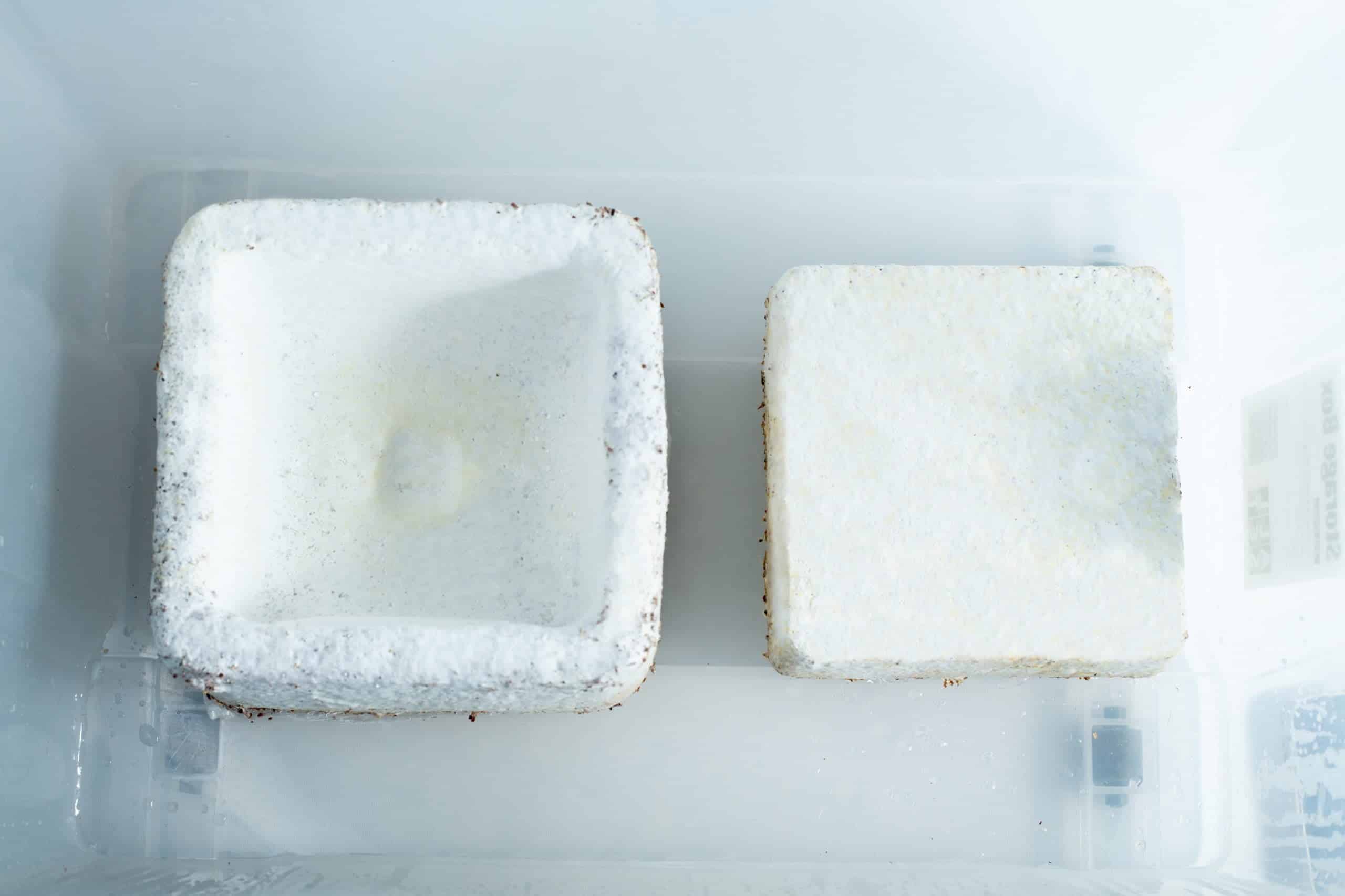 Two Mycelium Mould Growth Form - Plant pot Heavy Duty (Reusable) blocks, covered in white mould, display distinct mycelium growth as they sit inside a clear plastic container.