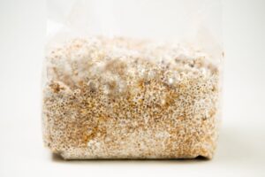 A plastic bag filled with grain colonised by white mushroom mycelium against a white background.