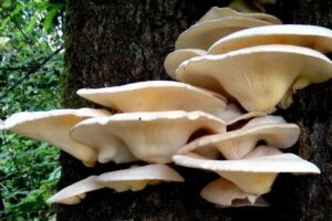 Cluster of oyster mushrooms growing on the side of a tree trunk in a forest setting.