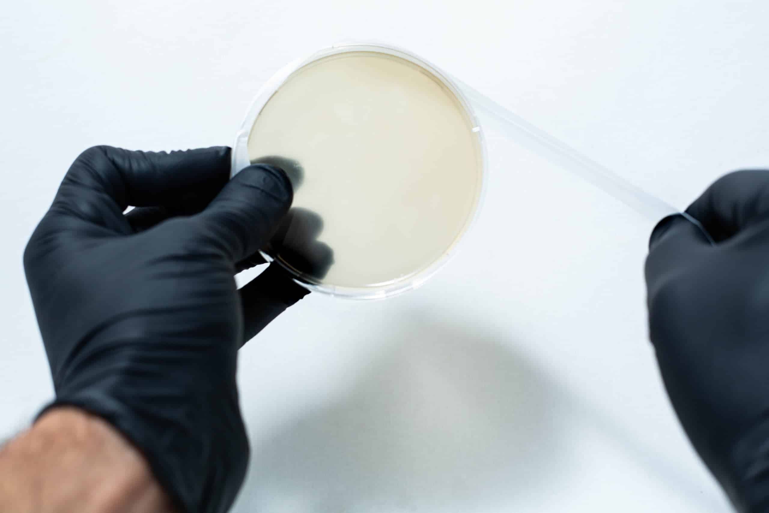 Gloved hands hold a petri dish with a transparent lid and pre-cut Parafilm strips 10x lab cut film against a white background.