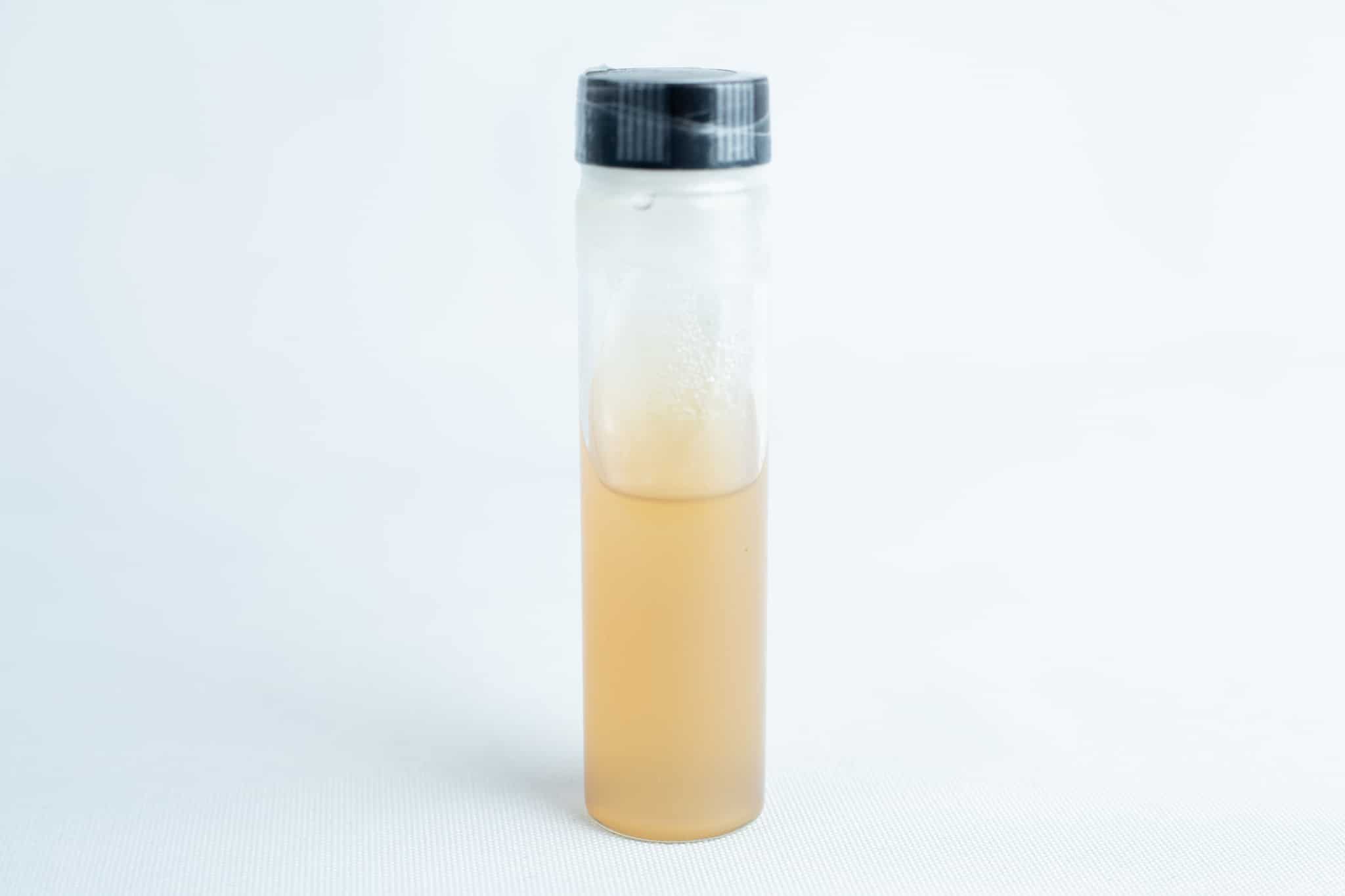 The Slants- Replacement for agar petri-dish is a clear plastic vial with a black lid, containing cloudy light brown liquid, commonly used for mushroom storage, shown against a white background.