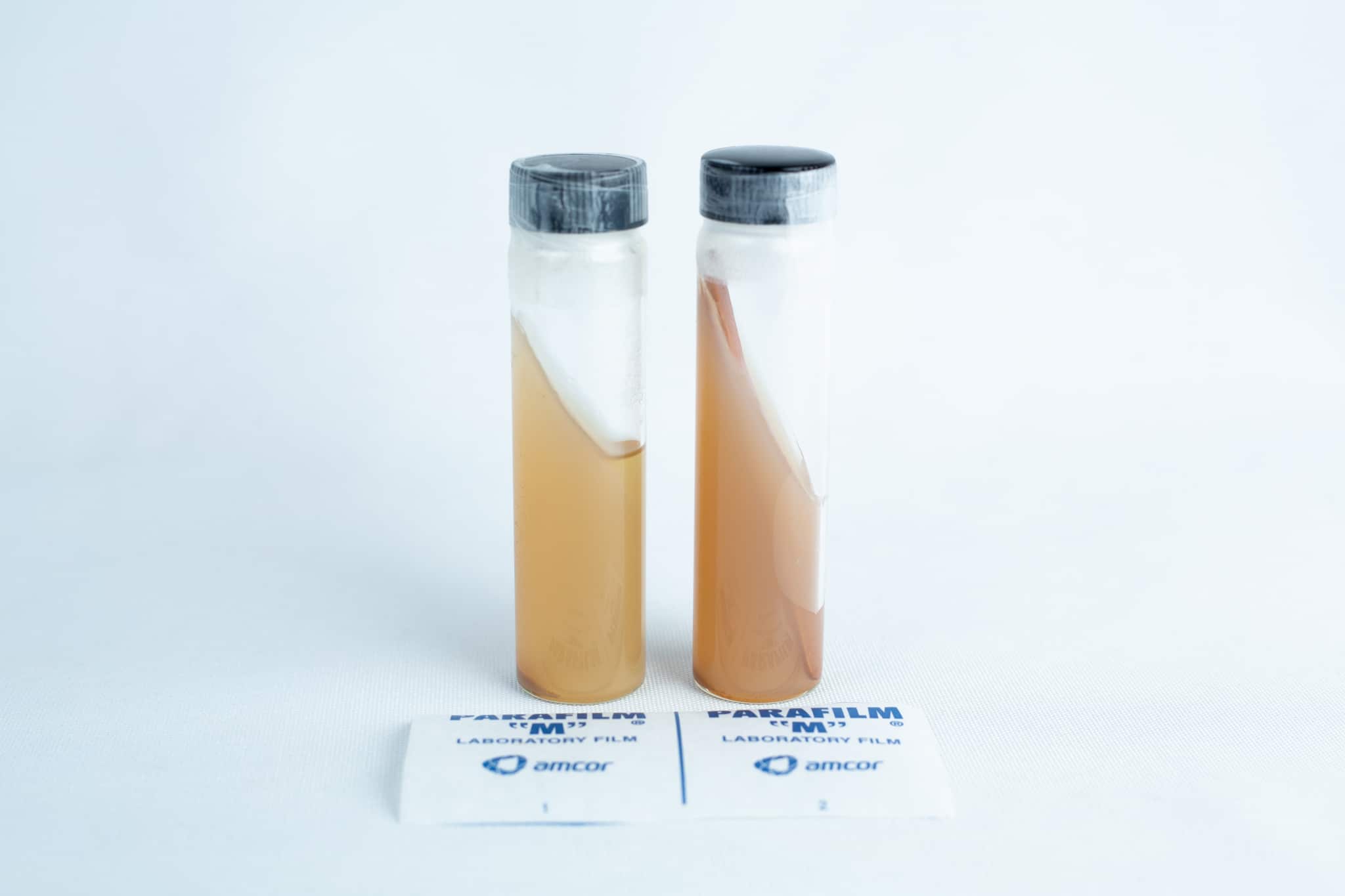 Two test tubes with different brown liquids, used for preparing Slants—Replacement for agar Petri dish, plus two Parafilm M laboratory film sheets displayed on a white background.