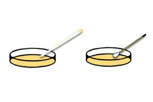 Spore to Agar Transfer