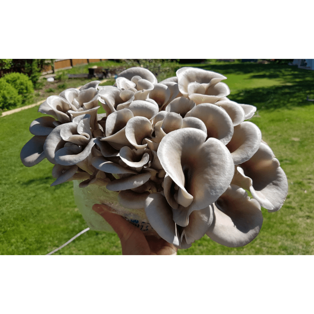 A hand holding a cluster of grey oyster mushrooms outdoors on a sunny day.