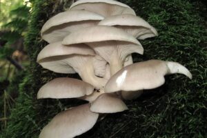 A cluster of pale oyster mushrooms growing on mossy tree bark in a forest setting.