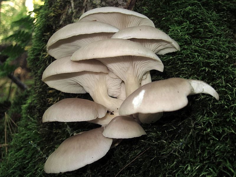 A cluster of pale oyster mushrooms growing on mossy tree bark in a forest setting.