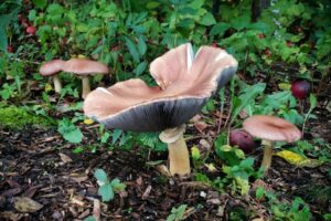 Several brown mushrooms growing in a garden bed among green plants and fallen leaves.