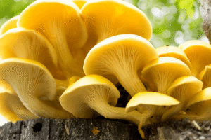 Bright yellow oyster mushrooms growing on a tree stump with a blurred green background.