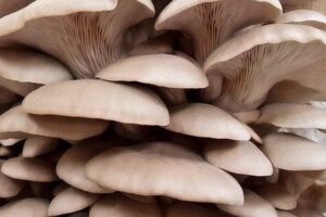 Cluster of light brown oyster mushrooms with overlapping caps and visible gills growing closely together.