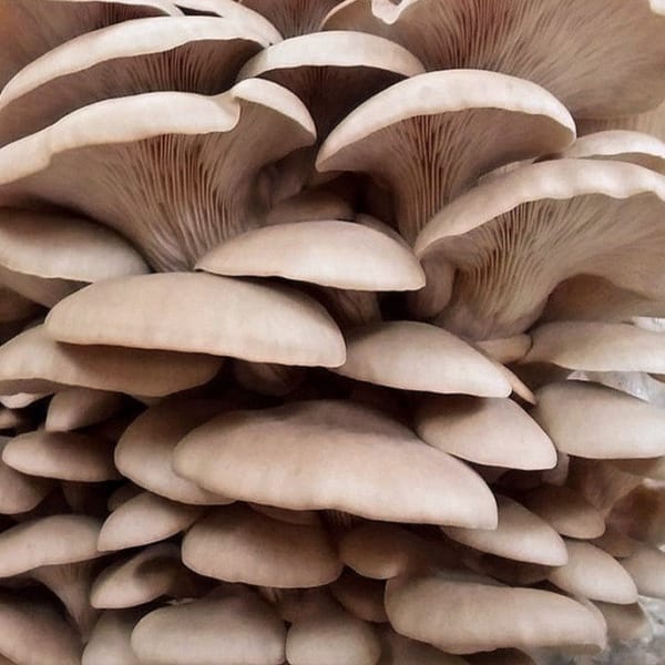 Cluster of light brown oyster mushrooms with overlapping caps and visible gills growing closely together.