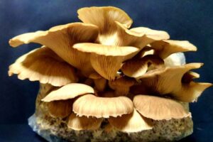 A golden cluster of oyster mushrooms grows from a plastic bag, resembling those produced with the Phoenix Oyster Mushroom Grow Kit, displayed against a dark background.