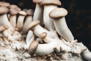 Cluster of king oyster mushrooms with thick white stems and light brown caps growing on a substrate.
