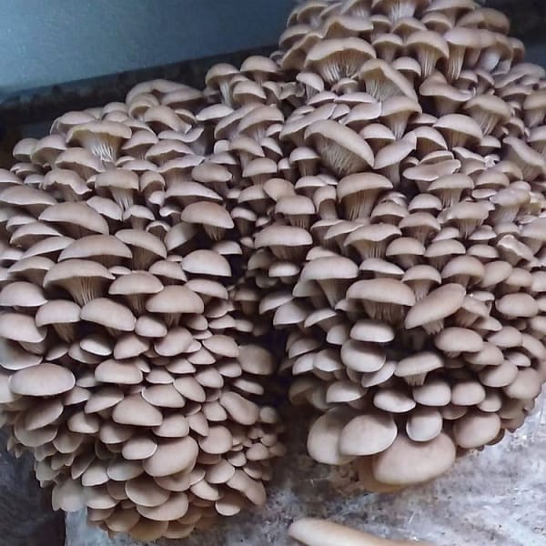 Clusters of oyster mushrooms growing closely together with overlapping caps in shades of light brown.
