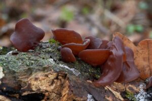 Brown jelly ear mushrooms growing on a mossy, decaying log in a forest setting.