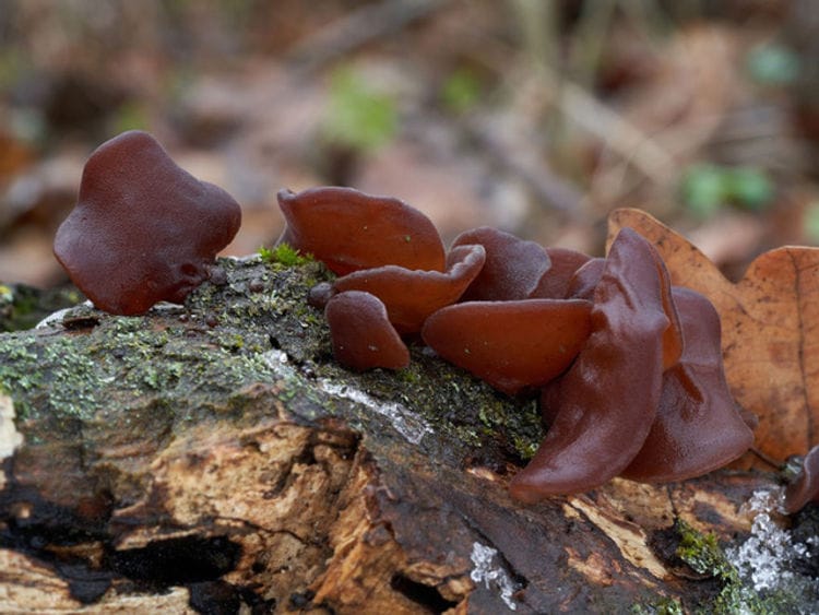 Brown jelly ear mushrooms growing on a mossy, decaying log in a forest setting.