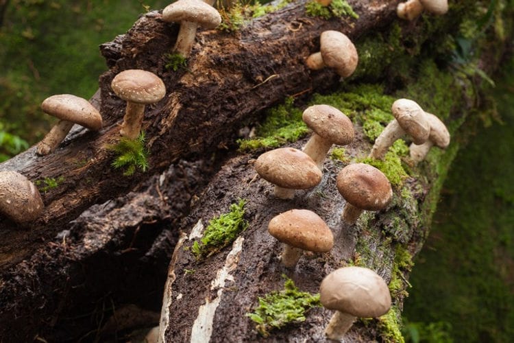 Brown mushrooms growing on a mossy, fallen log in a forest.