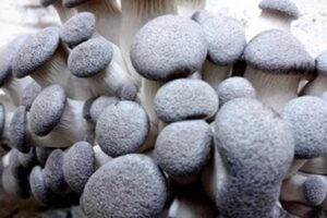 A cluster of grey-brown king oyster mushrooms growing closely together.