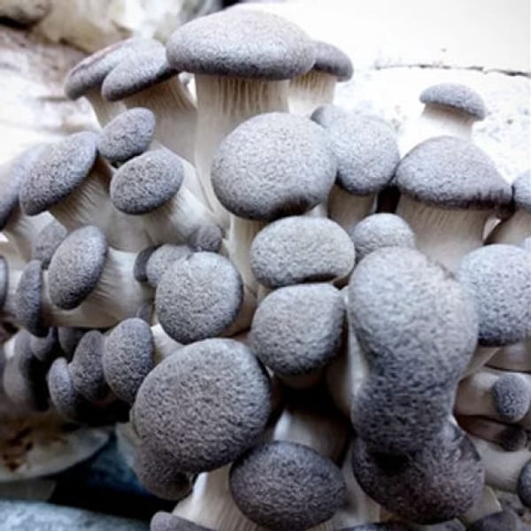 A cluster of grey-brown king oyster mushrooms growing closely together.