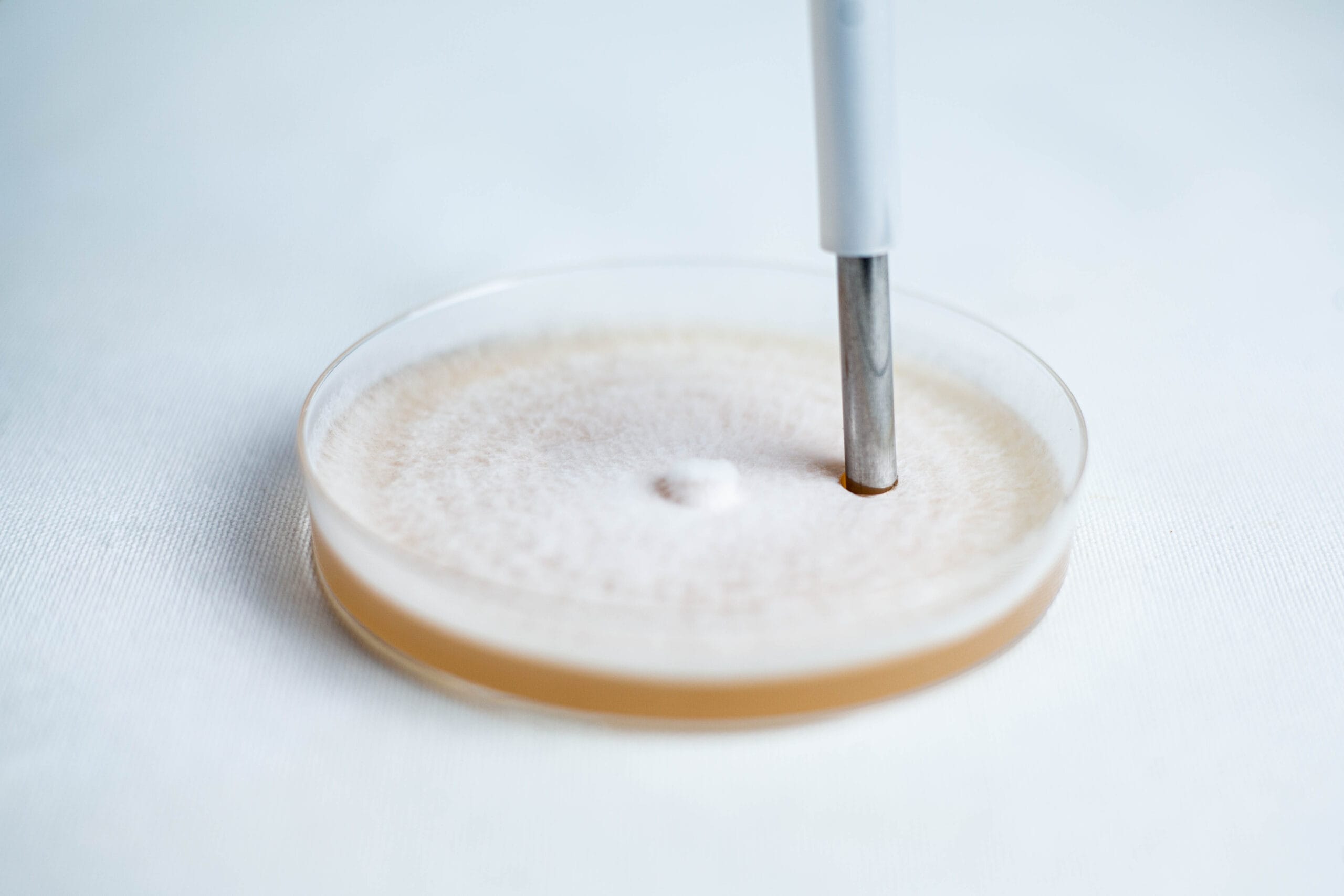A Colonised Mushroom Culture On Agar Plate (Blue Pearl Oyster, Pleurotus columbinus) features visible mould growth interacting with a metal instrument.