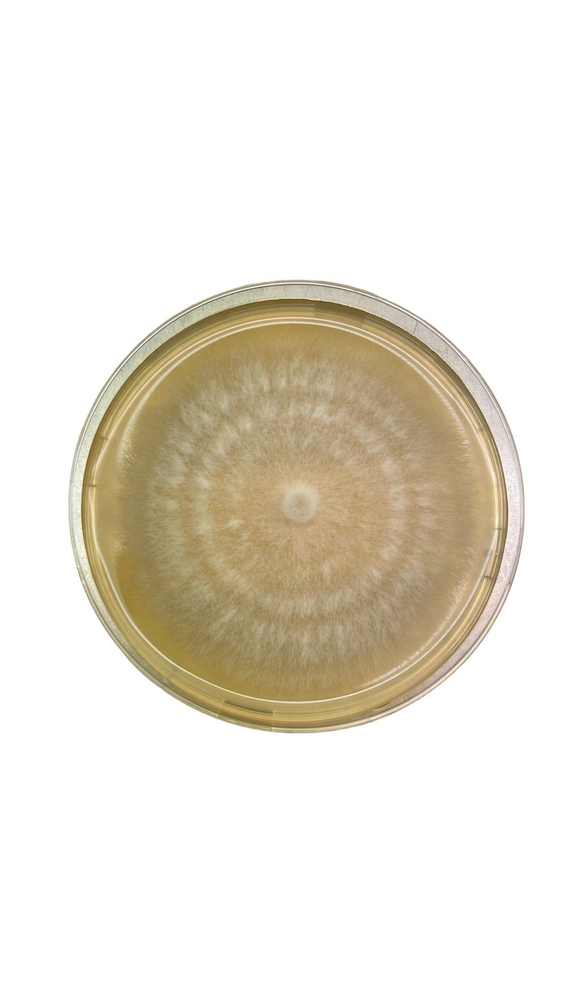 Agar punch transfer tool shown with a Petri dish featuring a circular, fuzzy mould colony on yellow agar—perfect for use in mycological studies.