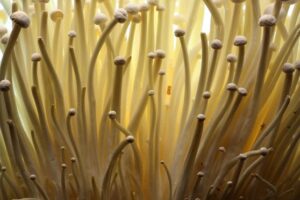 Close-up of numerous thin, light brown mushroom stems with small caps, densely clustered together.